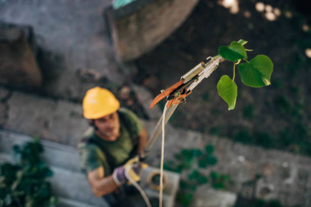 How Our Tree Care Process Works  in Viera East, FL